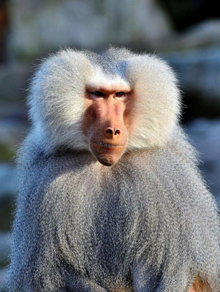 Павиан гамадрил Бабуин