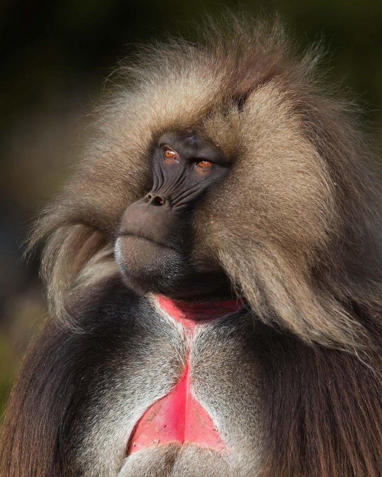 Гелады Эфиопия