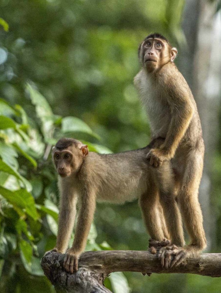 Премия comedy Wildlife Photography