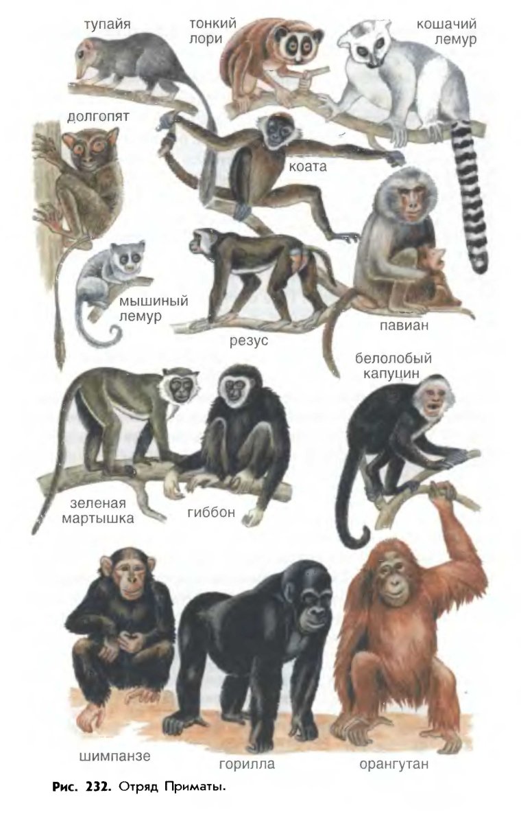 Представители отряда Прима ы