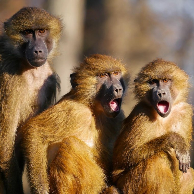 Модульная картина обезьяна