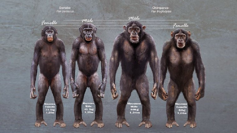 Обезьяна бонобо самец