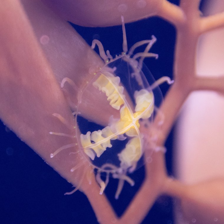 Крестовичок Гидроидные