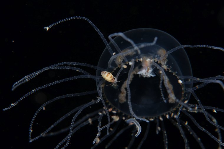 Плазастера бореальн на Монероне