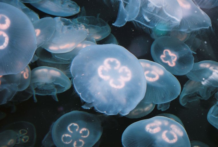 Медузы во Владивостоке