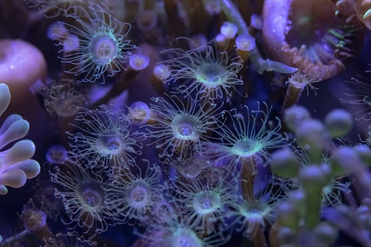 Медуза крестовичок полип