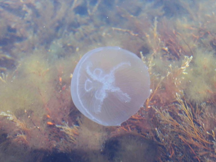 Евпатория море медузы