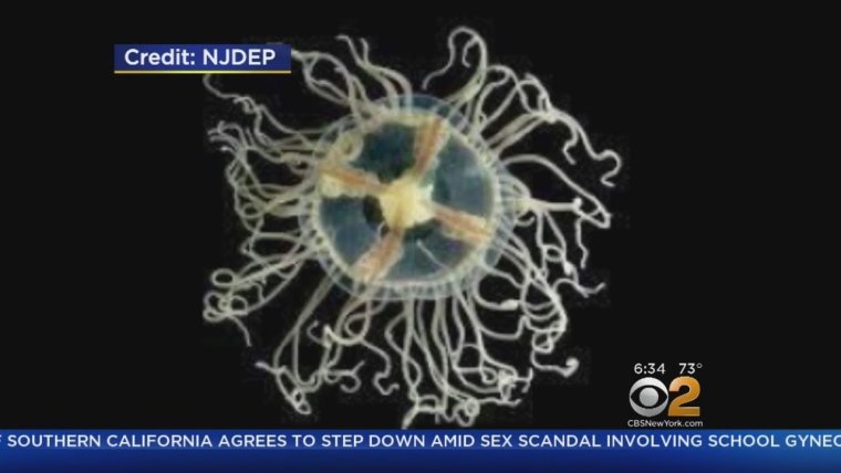 Медуза крестовик