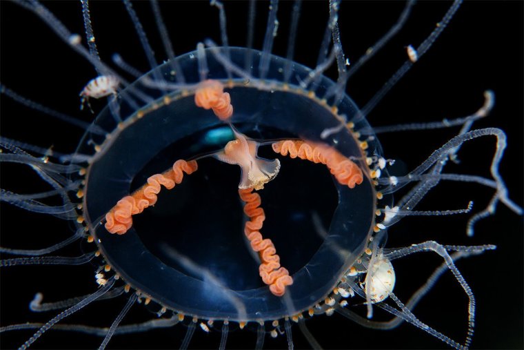 Крестовичок Кишечнополостные