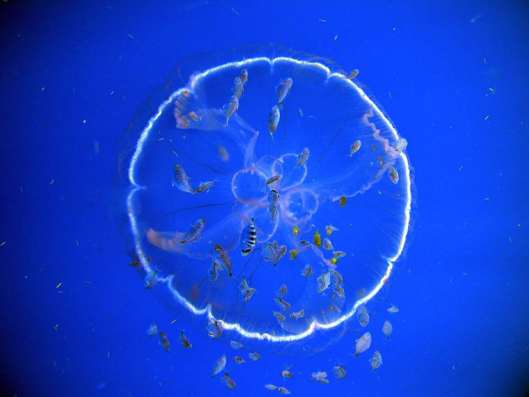 Медузы обои 4к