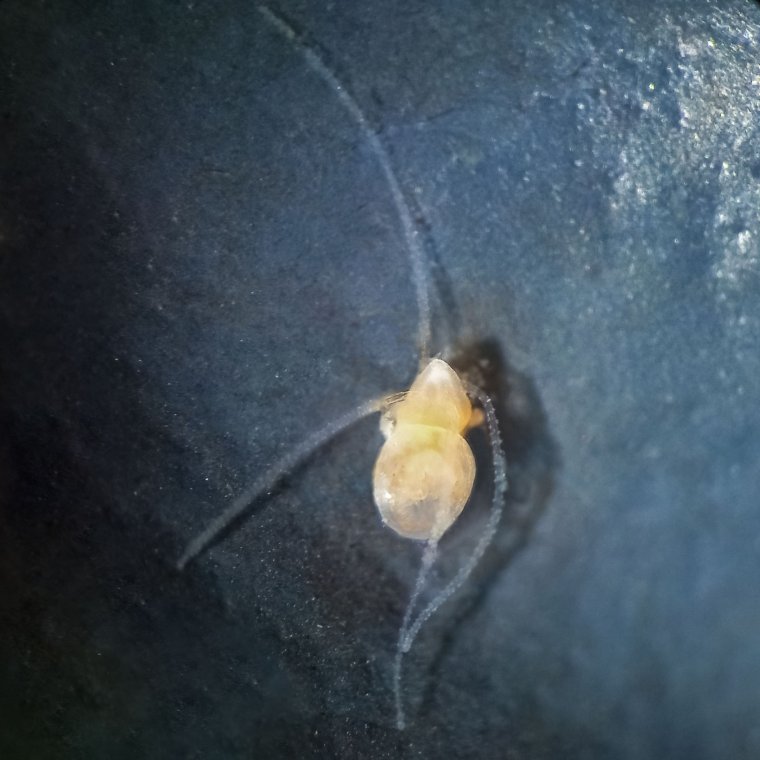 Медуза крестовичок полип