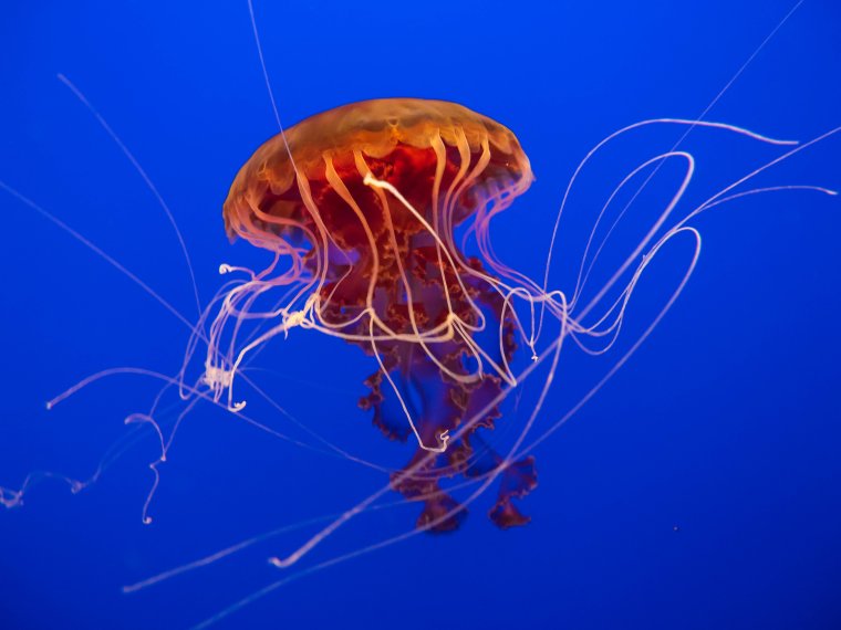 Синяя медуза