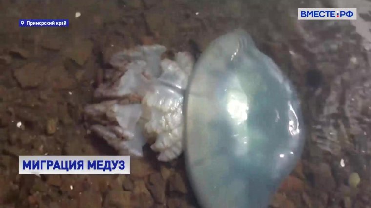 Синие медузы в Тунисе