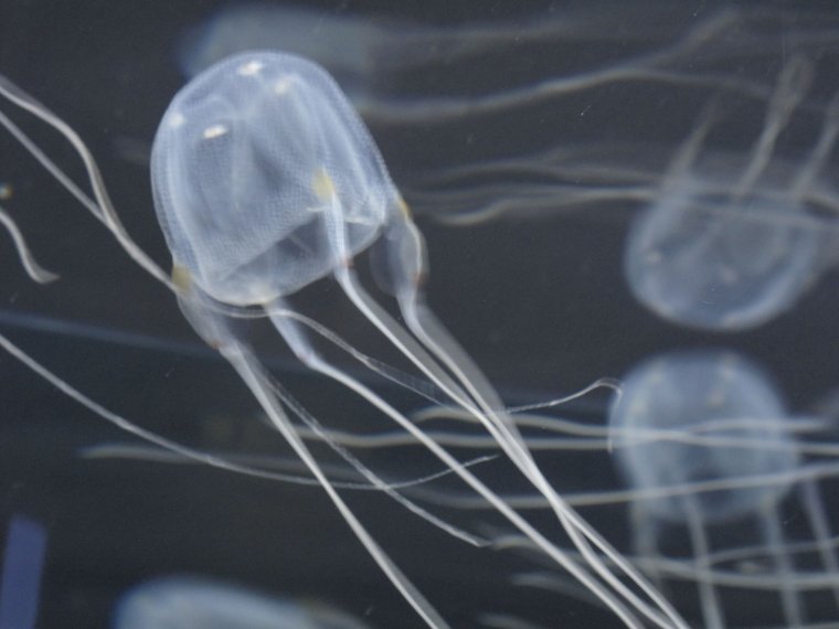 Итальянская медуза