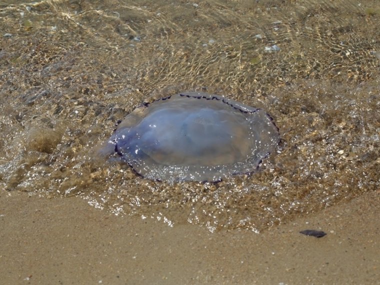 Медузы в Таганрогском заливе