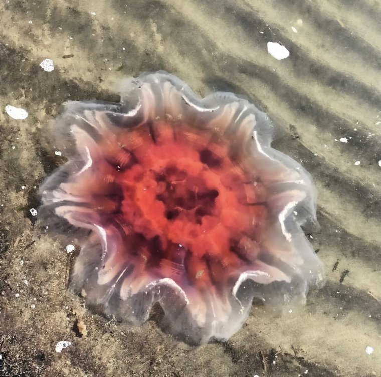 Остров медуз