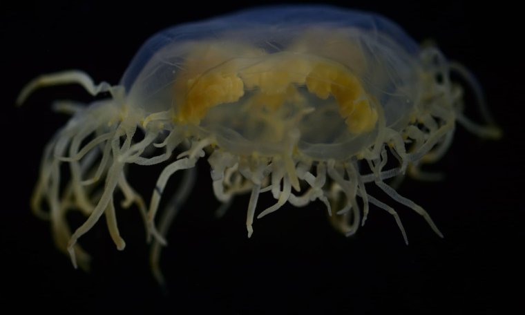 Крестовичок Кишечнополостные