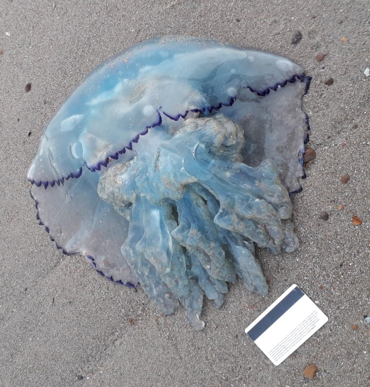 Ризостома Пульмо