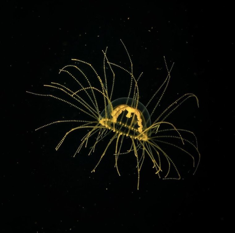 Медуза крестовик