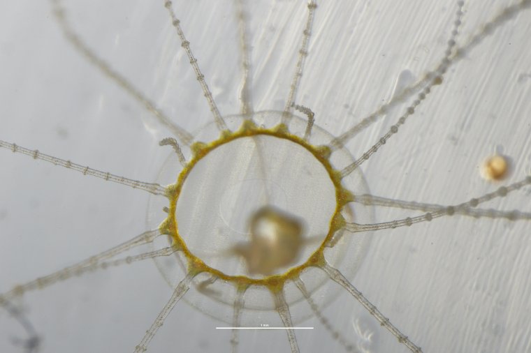 Медуза крестовик в Приморье