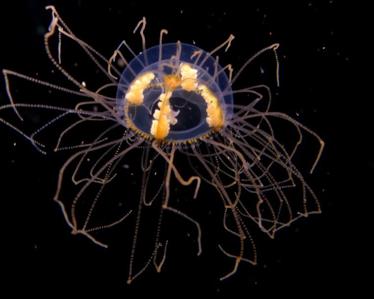 Медуза крестовичок