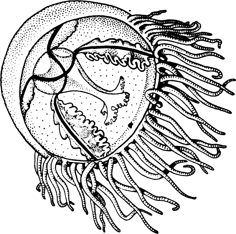 Медуза крестовичок
