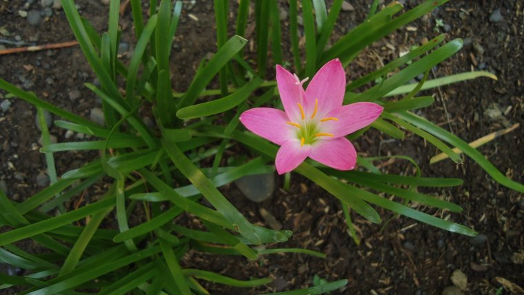 Zephyranthes rosea