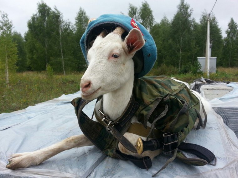 Козел в кепке