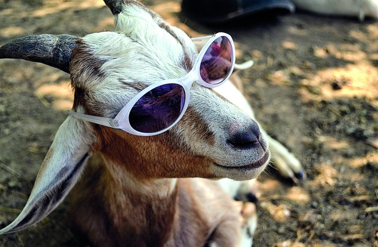 Смешная коза