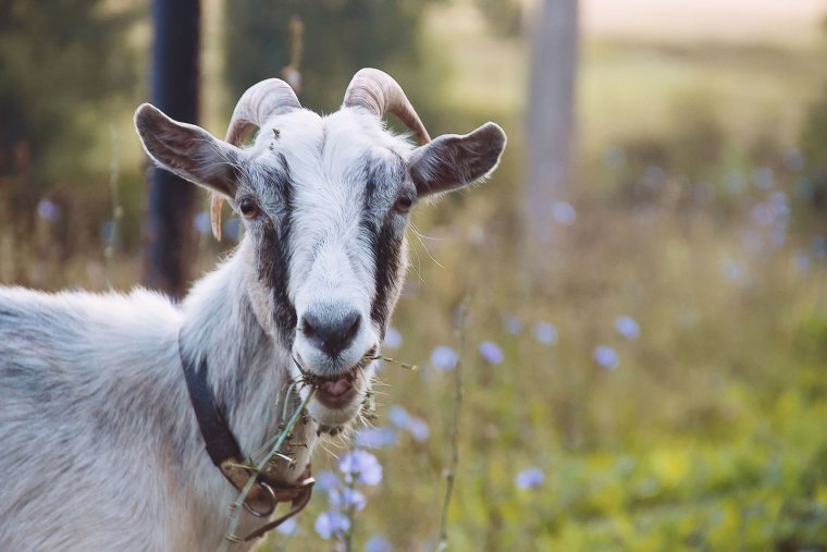 Коза Валдайская