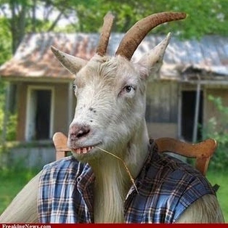 Осёл с рогами