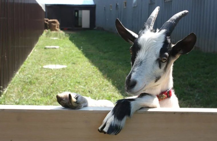 Очень смешная коза
