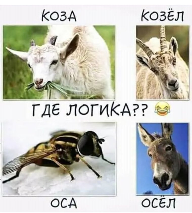 Оса осёл