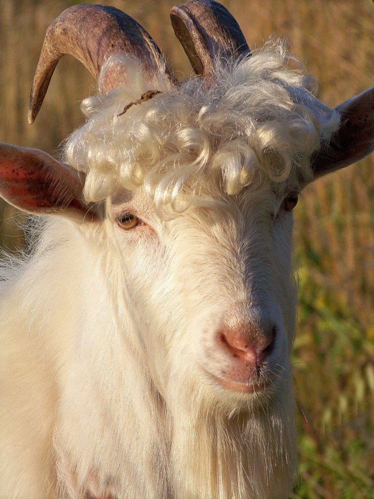 Кудрявый козел