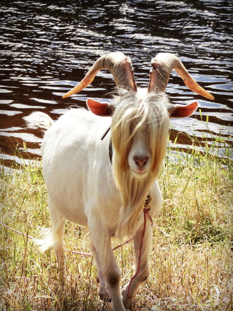 Рыжий козел