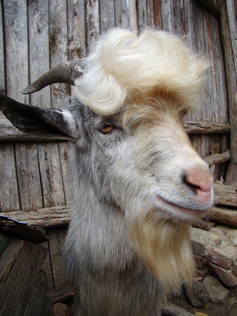 Кудрявый козел