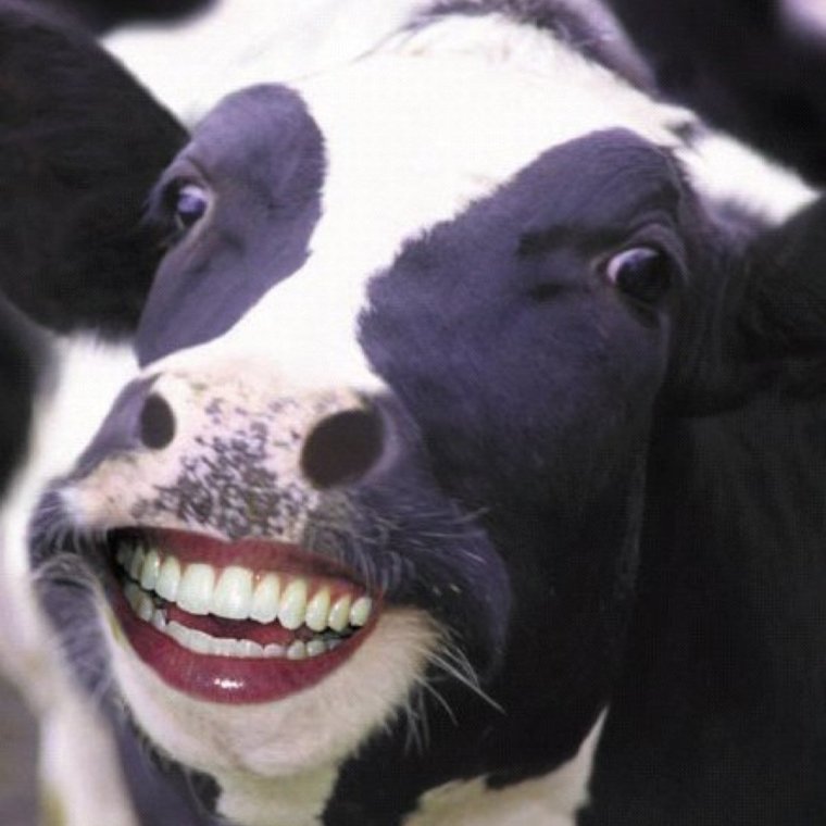 Бешеная корова