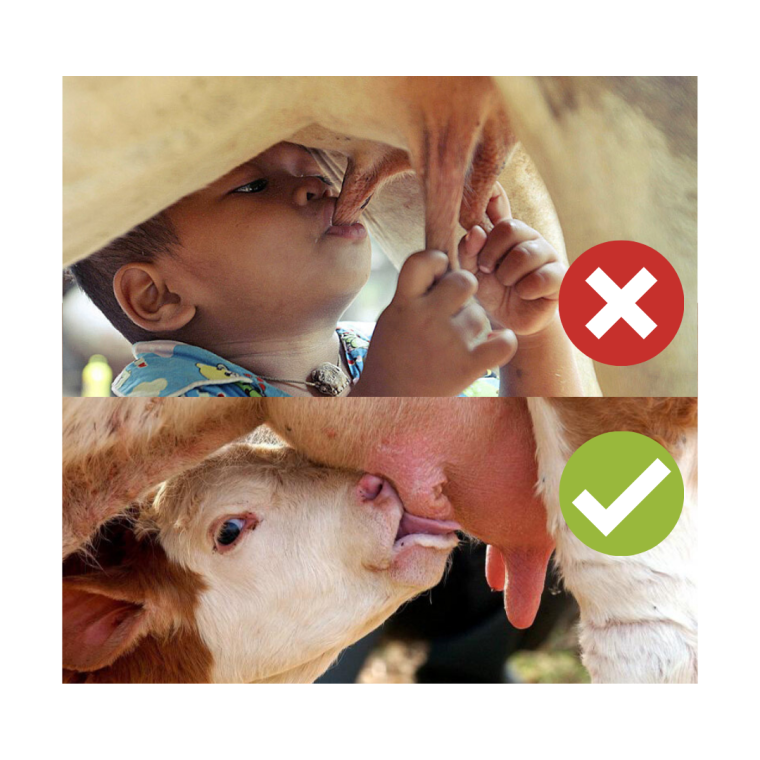 Молоко и веганство