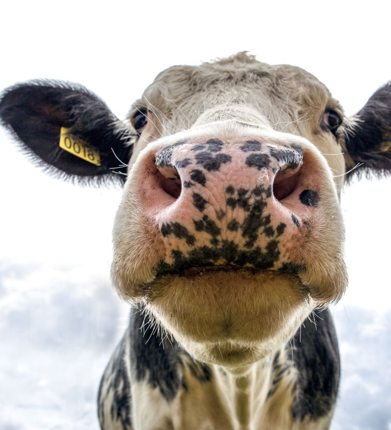 Голова коровы