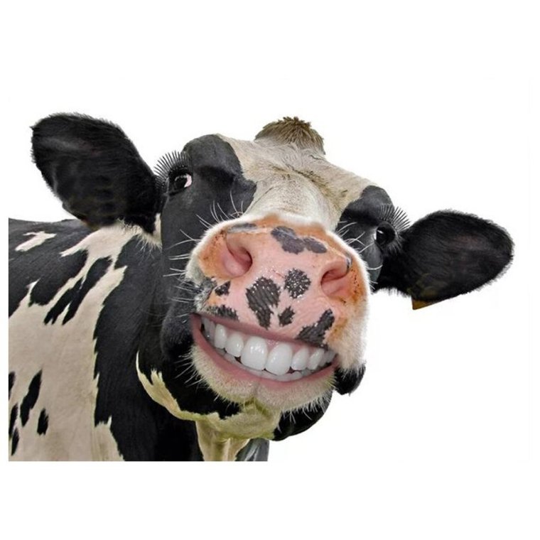 Смешные коровы