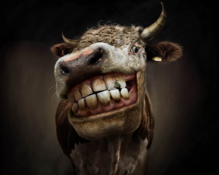 Смешной бык