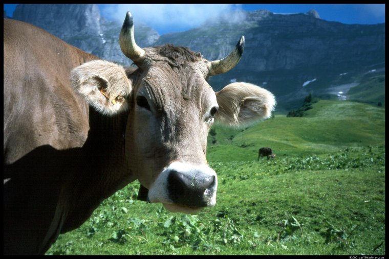 Турецкие коровы