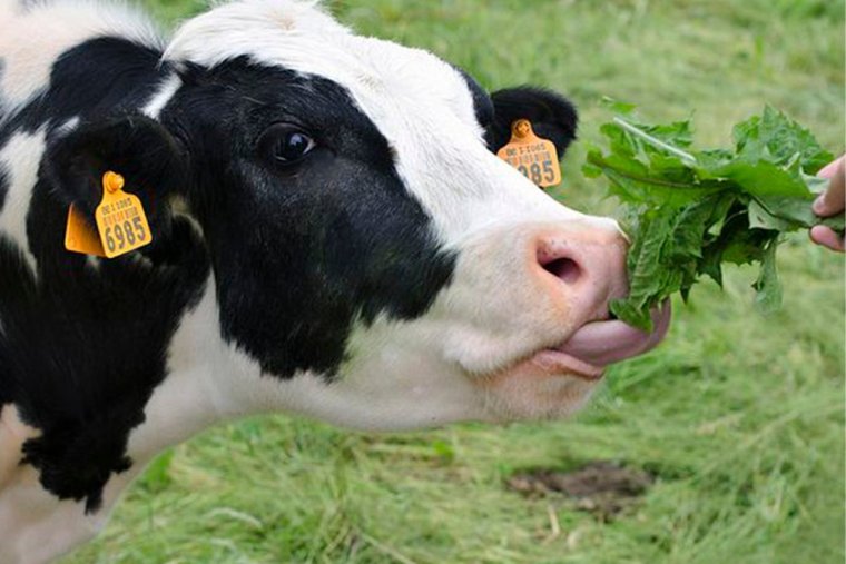 Корова ест
