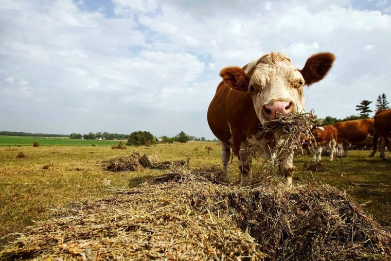 Сено для коров