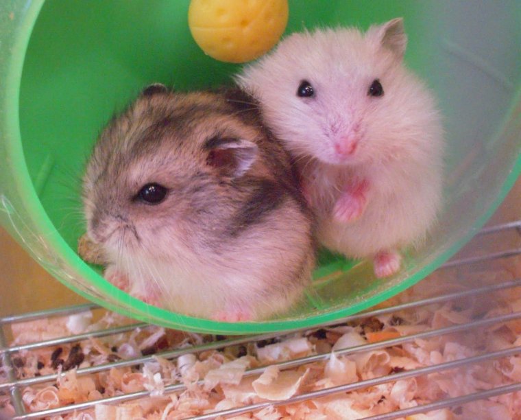 Породы хомяков джунгарский