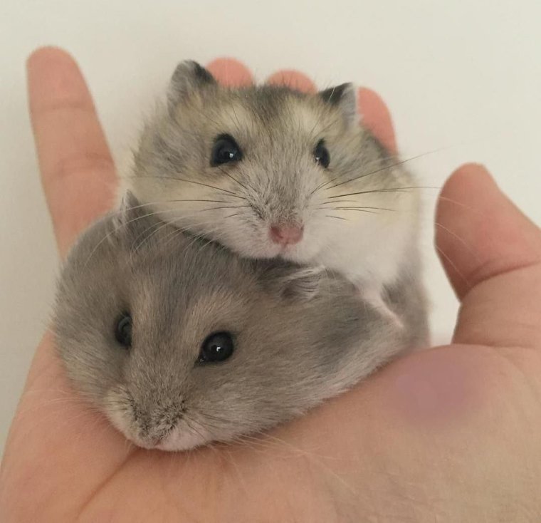 Джунгарский хомячок