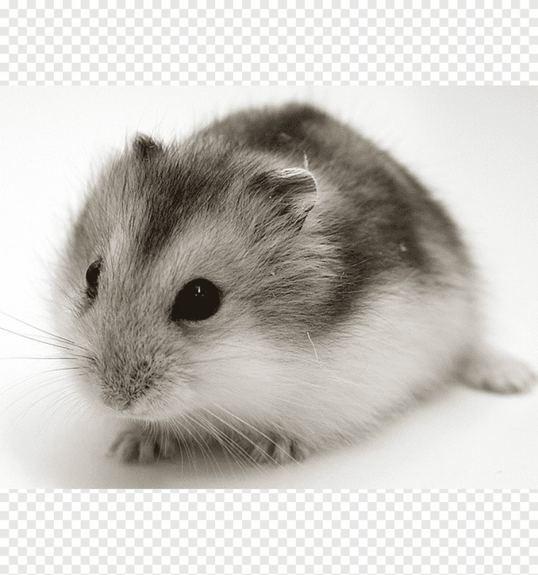 Джунгарский хомячок