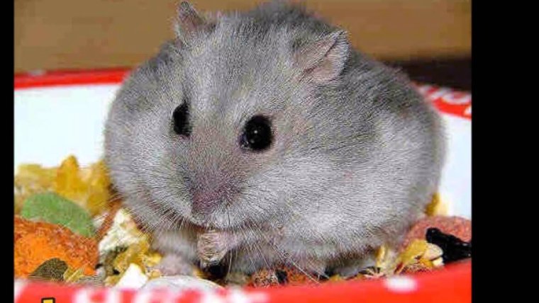 Хомяк джунгарский китайский