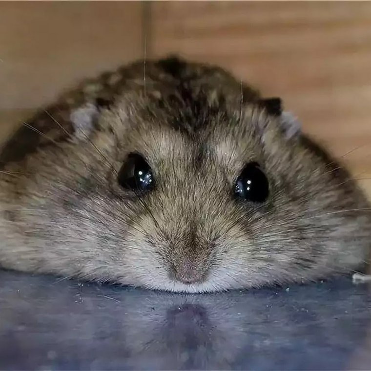 Жирный джунгарский хомяк