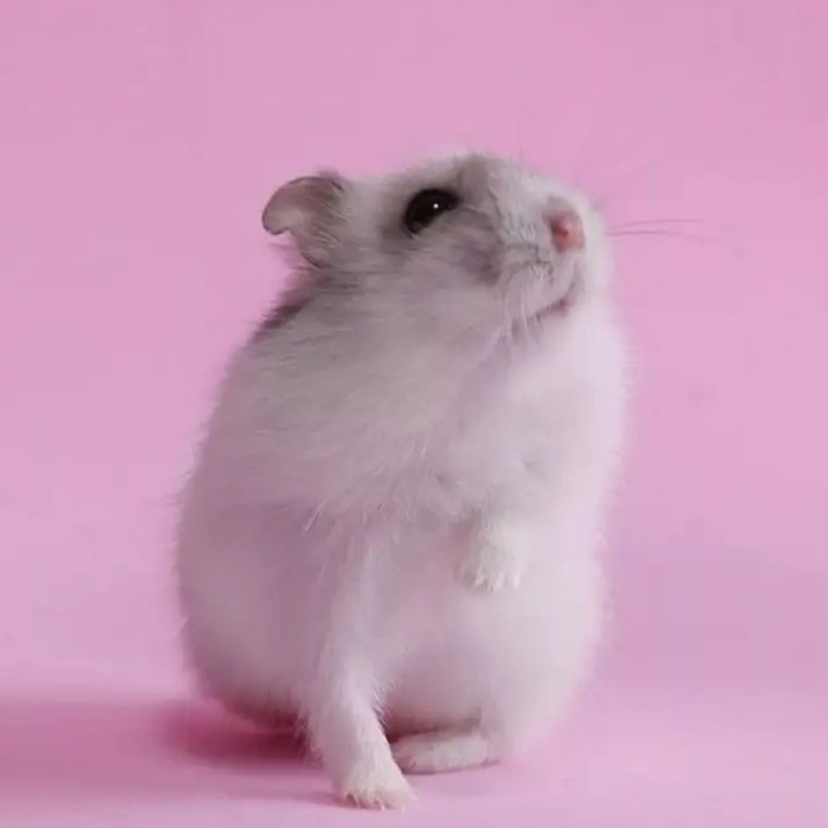 Хомяк джунгарский